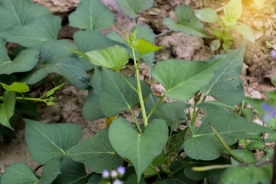 High angle view of leaves on plant