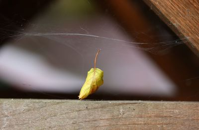 Close-up of bananas on wood