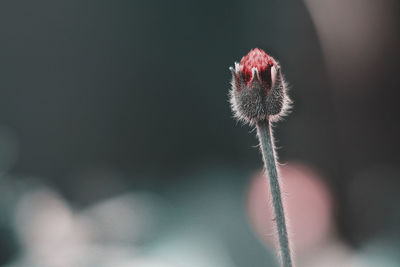 Close-up of red flower bud