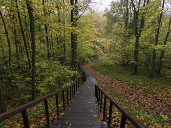 Footpath amidst trees in forest