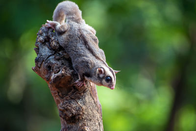 Close-up of a tree trunk