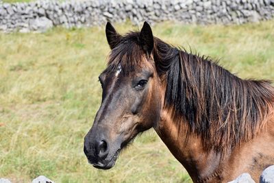 Horse on field