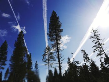 Low angle view of trees against sky