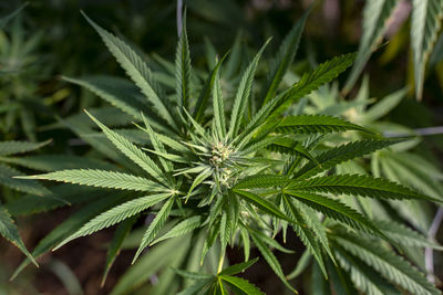 Close-up of fresh green leaves