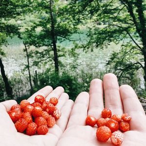 Close-up of hands holding wild strawberries