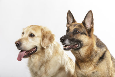 Dogs against white background