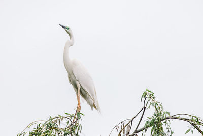 Low angle view of bird perching on tree against sky