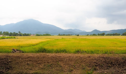 Scenic view of field against sky