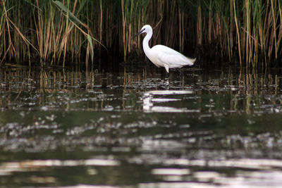 Swan on lake