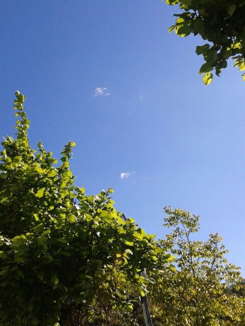 tree, low angle view, blue, growth, clear sky, green color, beauty in nature, branch, nature, sky, tranquility, sunlight, scenics, treetop, lush foliage, tranquil scene, leaf, outdoors, green, high section