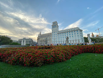 Red flowering plants in garden against buildings in city