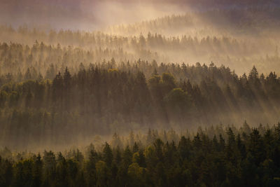 High angle view of pine trees growing in forest during sunrise
