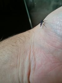 Close-up of insect on hand