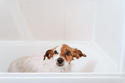 Portrait of dog on wall at home