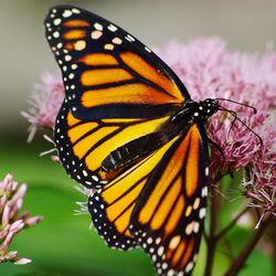 Close-up of butterfly pollinating on flower