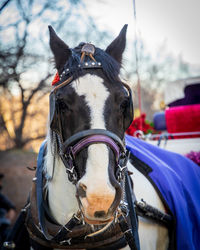 Close-up of a horse