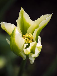 Close-up of yellow flowering plant