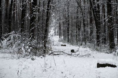 Bare trees in forest during winter