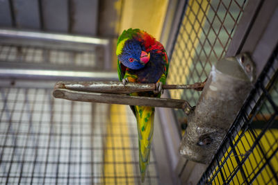 Close-up of parrot perching in cage