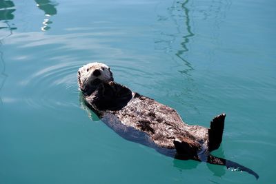 Dog swimming in sea