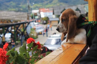 Close-up of dog