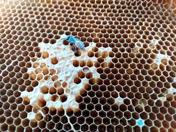 Close-up of bee on the wall