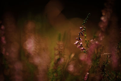 Close-up of purple flowering plant on field