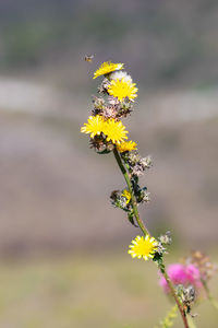 Close-up of yellow flowering plant