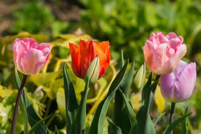 Close-up of flowers blooming on field