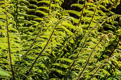 Full frame shot of leaves