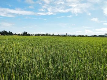 Scenic view of agricultural field against sky