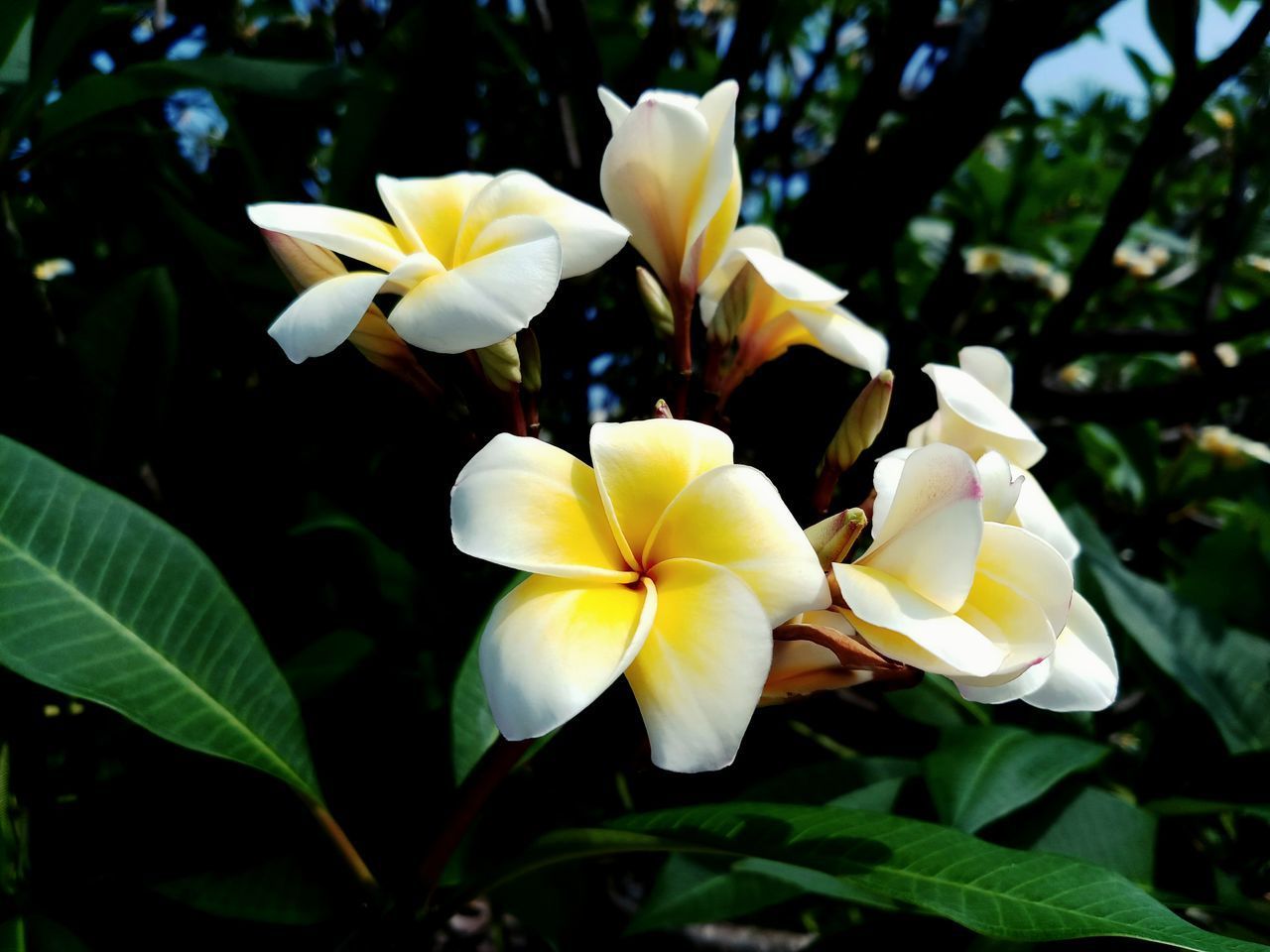 CLOSE-UP OF WHITE FRANGIPANI FLOWERS