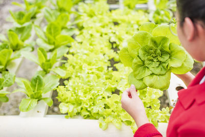 Asian biotechnologist collects lettuce leaves for research with broccoli on an organic farm.