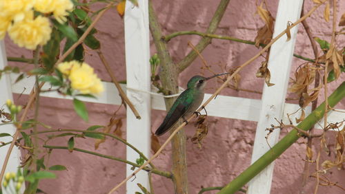 Close-up of bird perching on branch