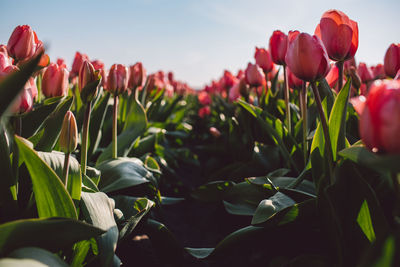 Close-up of red tulips