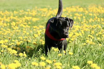 Dog in a field