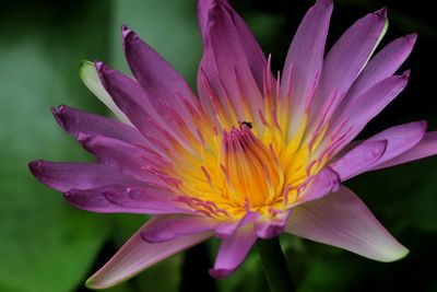 Close-up of honey bee on flower