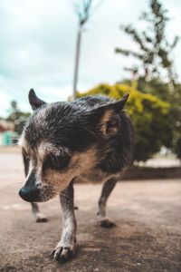 Close-up of dog looking away