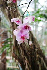 Close-up of pink flowers on tree