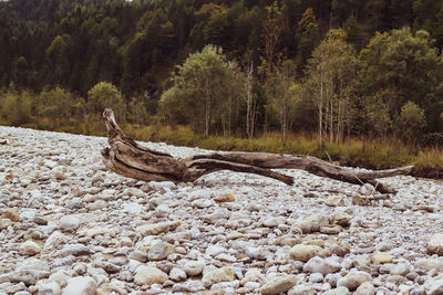 Driftwood on rock in forest