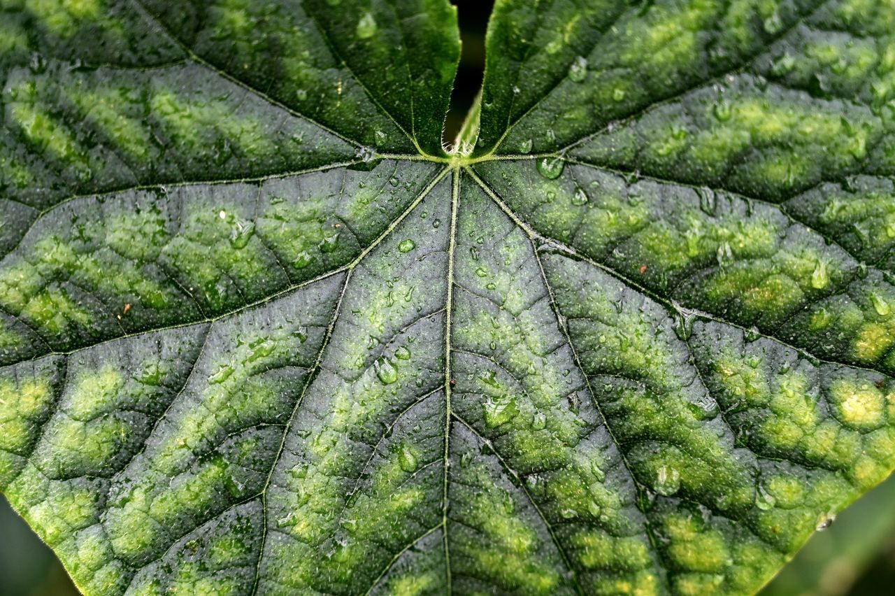 DETAIL SHOT OF LEAF