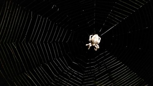 Spider web on wall