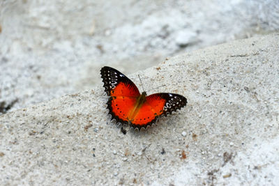 Close-up of butterfly on rock