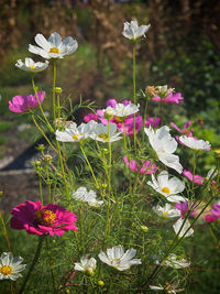 Close-up of pink cosmos flowers blooming on field