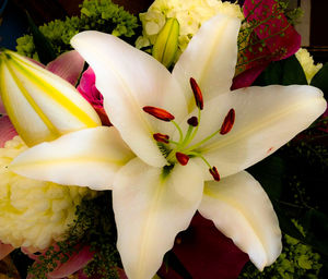 Close-up of day lily