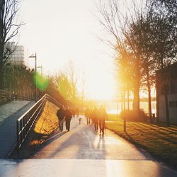 Footpath along trees at sunset