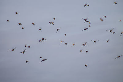 Low angle view of birds flying in the sky