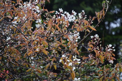 Close-up of flowers on tree