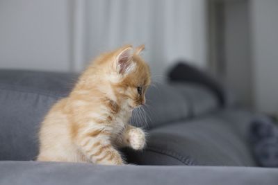 Close-up of a cat looking away