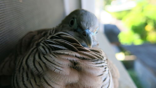 Close-up of parrot